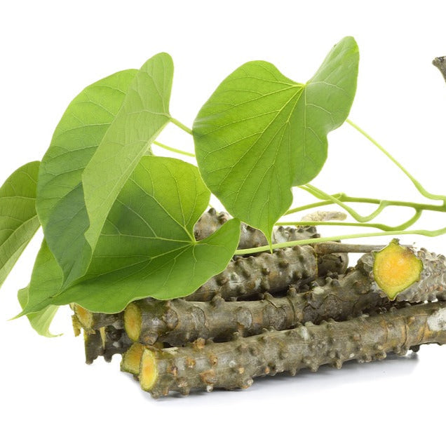 Giloy (Tinospora cordifolia)