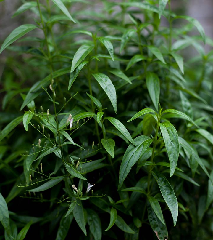 Kalmegh Extract (Andrographis paniculata)