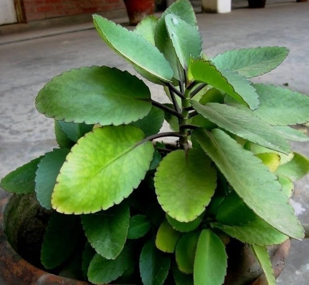 Patharchatta - Bryophyllum pinnatum