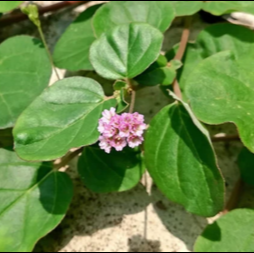 Punarnava (Boerhavia diffusa)