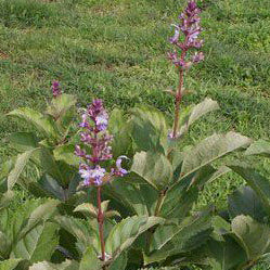 Bharangi (Clerodendrum serratum)