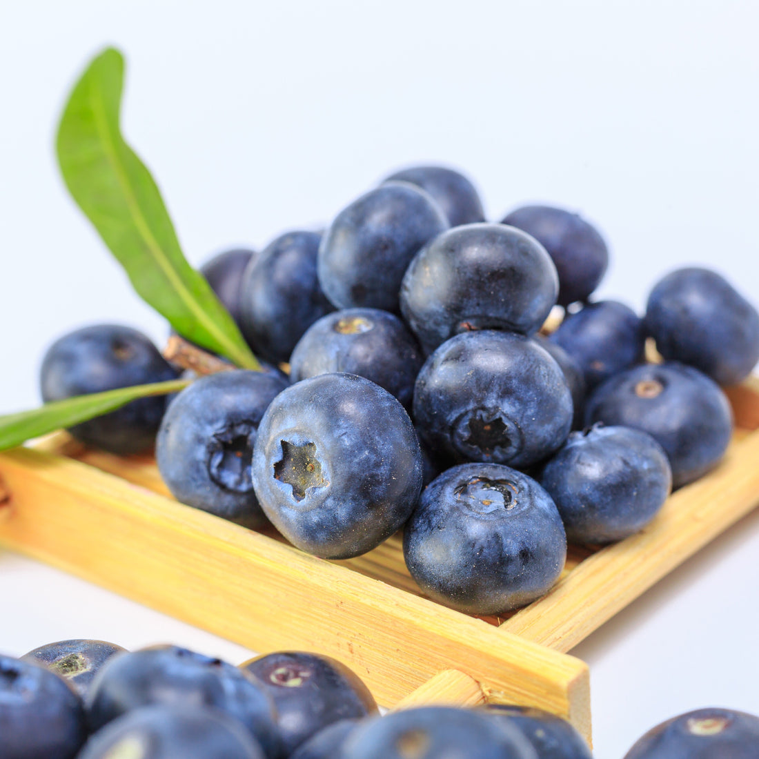 Blueberry Extract