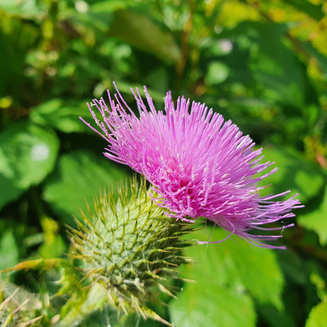 Milk Thistle – Silybum marianum
