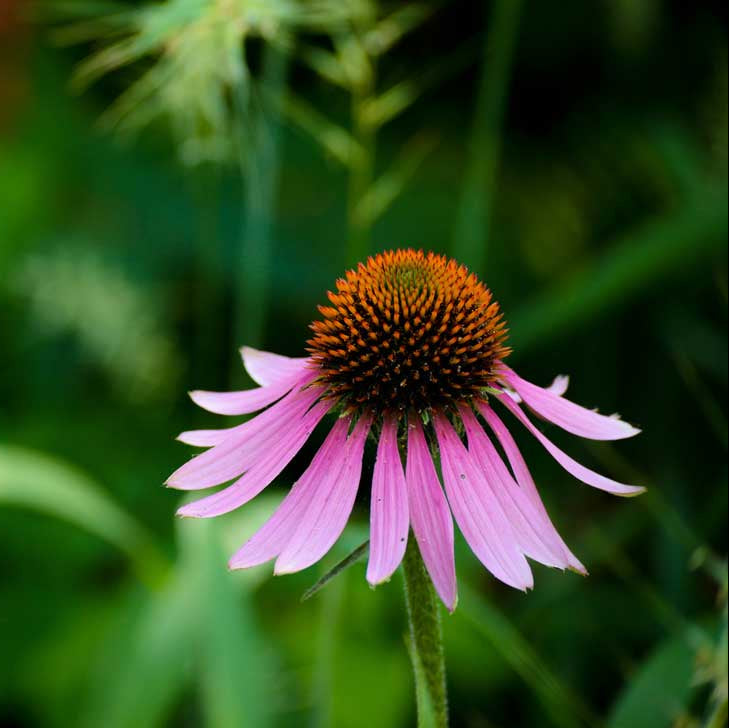 Echinacea