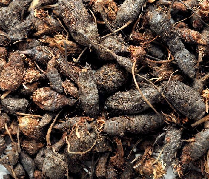 Nagarmotha (Nutgrass)