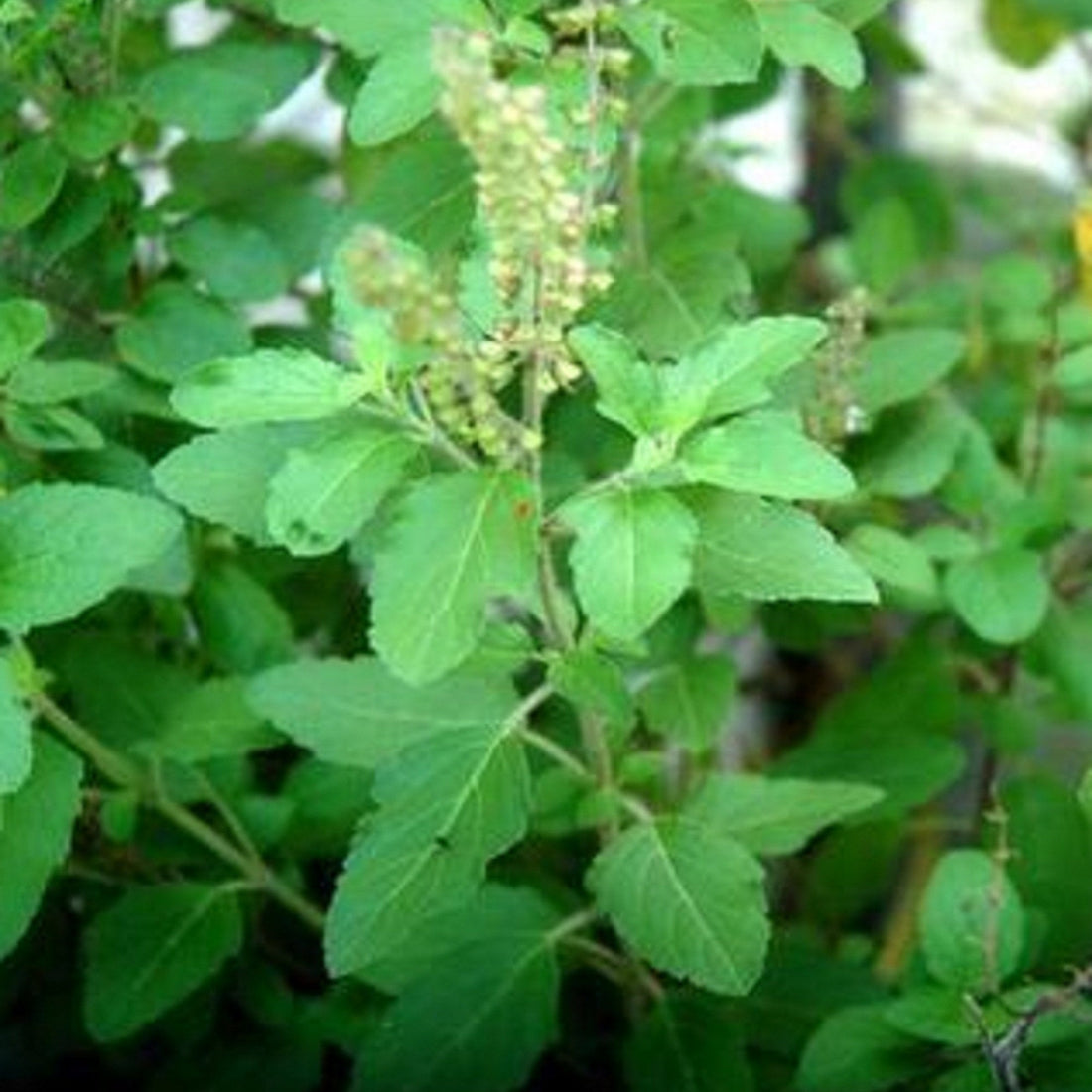 Tulsi (Holy Basil)