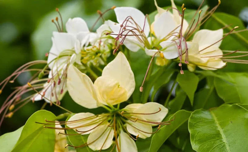 Varuna – Crataeva nurvala