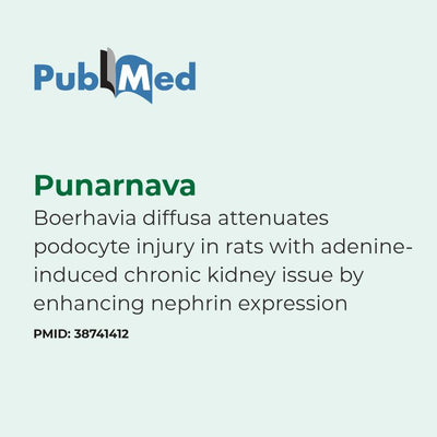 PubMed abstract about Punarnava and its effects on kidney health on a light gray background