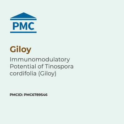 PMC logo with text about Giloy's immunomodulatory potential on a light blue background