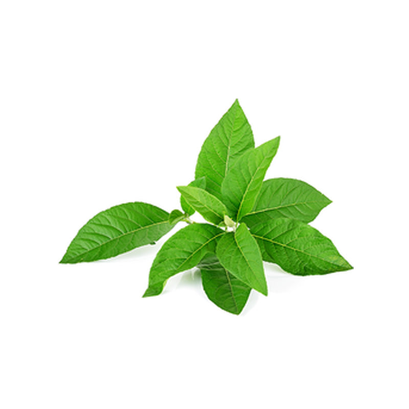 Adulsa (Vasaka)
