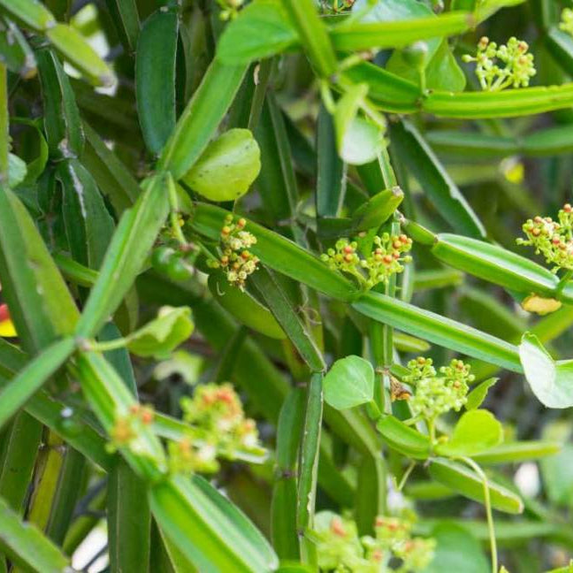 Cissus Quadrangularis (Asthisamhari) – A Natural Bone & Joint Healer