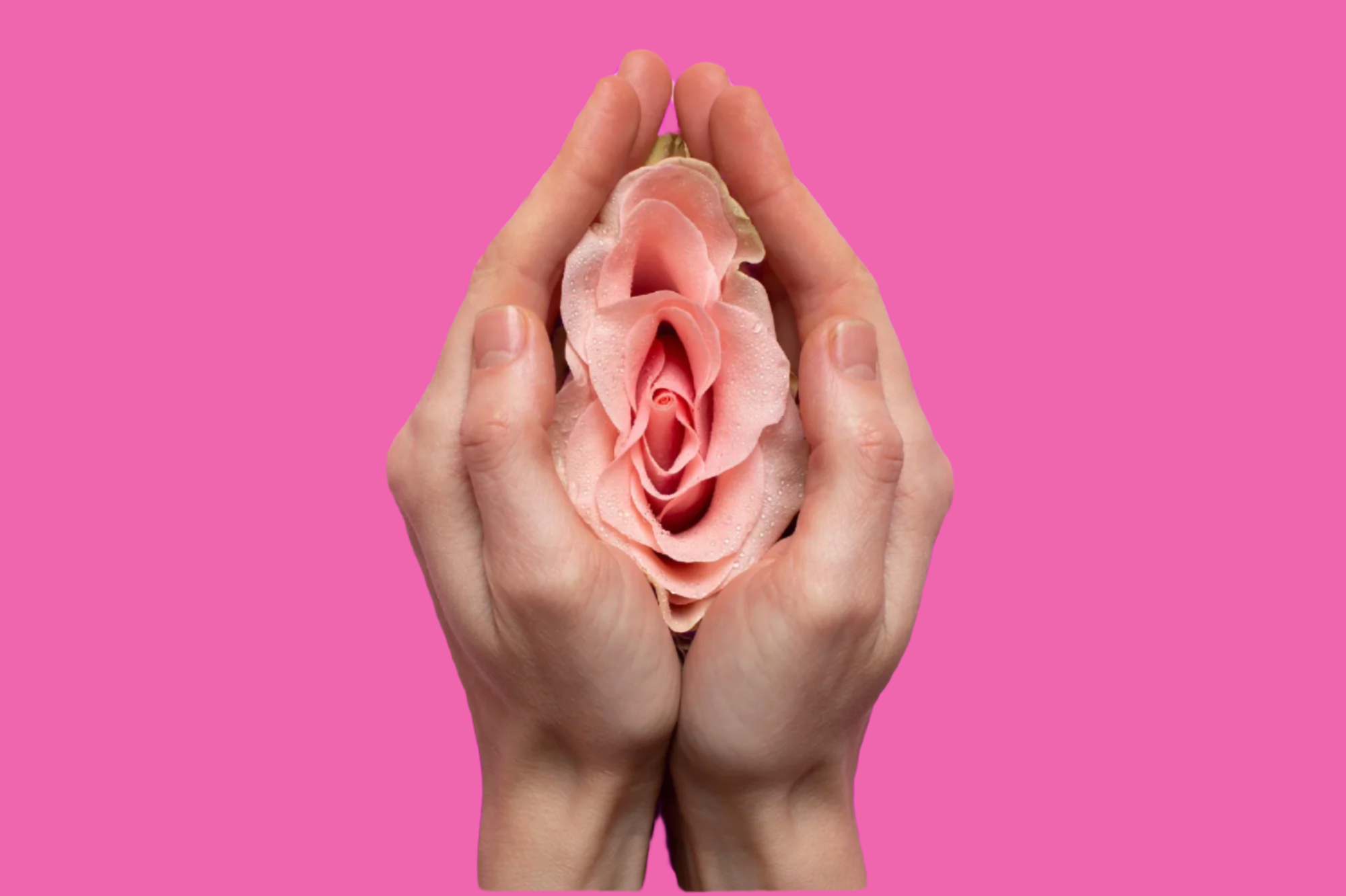 Hands holding a pink rose against a pink peach background 