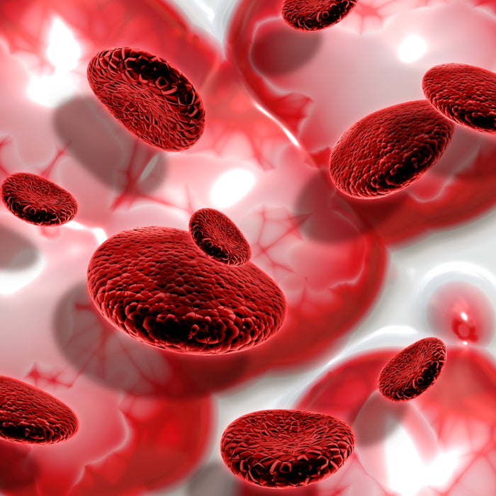 Red blood cells flowing through a network of blood vessels on a white background