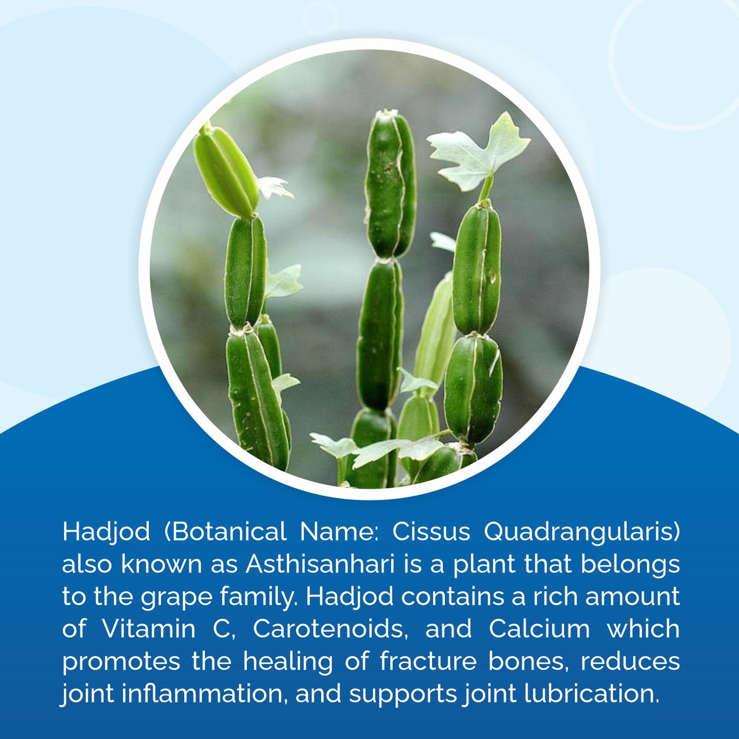 Cissus Quadrangularis plant with text about its benefits on a blue background