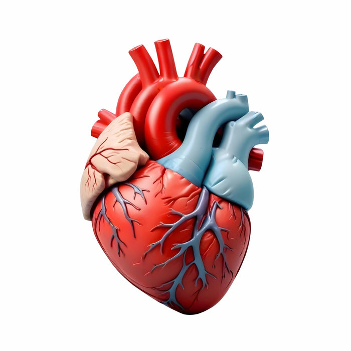 Model of a human heart with anatomical details on a white background